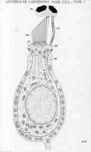 Ellisman Follicle 1b